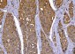 Anti-Cdk2 Antibody Picoband™ (monoclonal, 6D5B5)